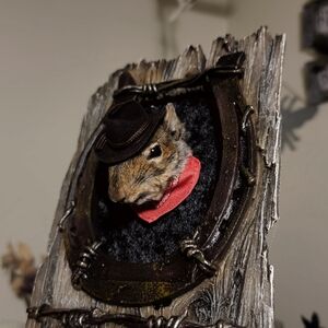 Mummified Cowboy Squirrel Head